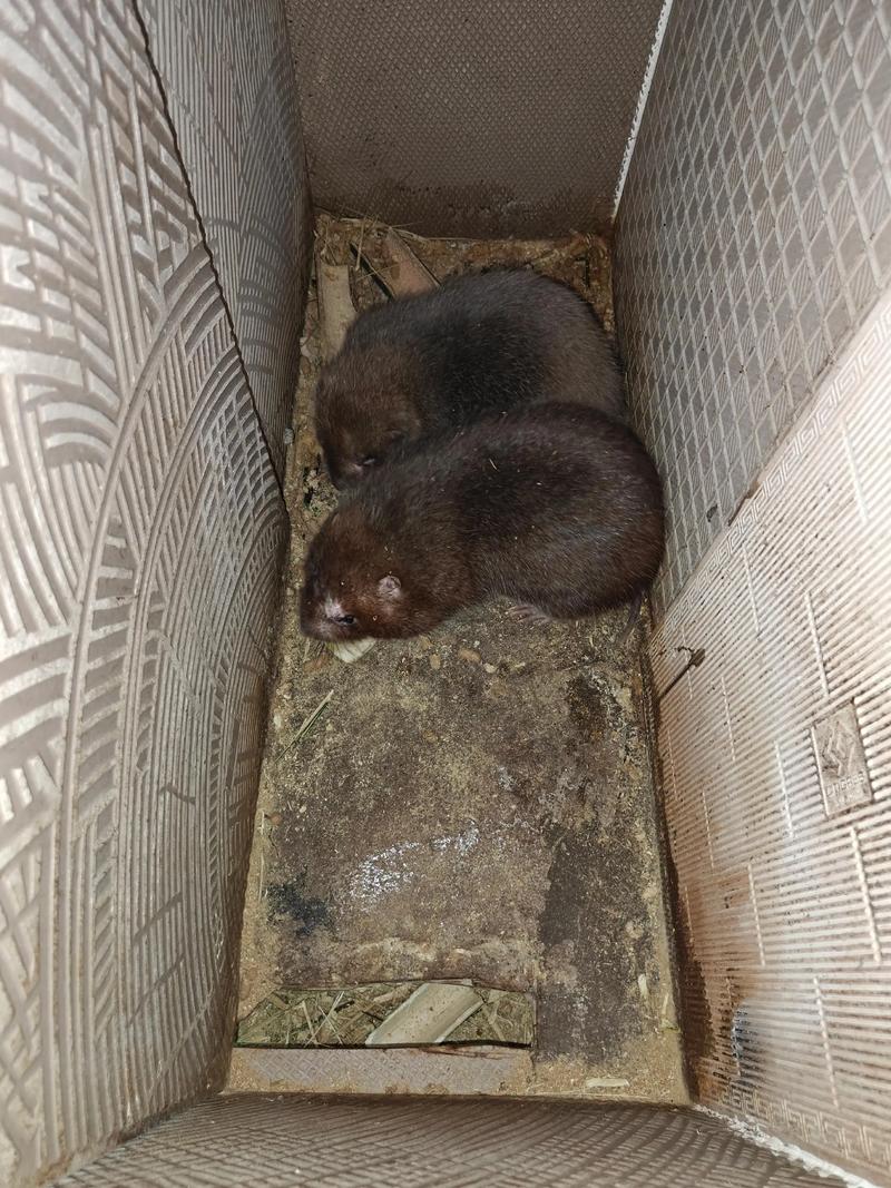 竹鼠品种销量排行如何？-图1