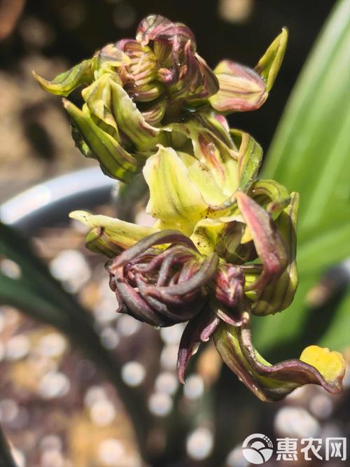 墨兰哪个品种开花最香？-图1