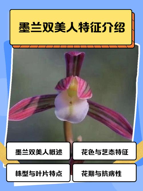 墨兰哪个品种开花最香？-图3