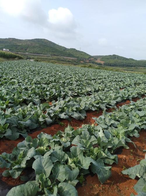 有机花菜怎么种？视频教你关键技术！-图3