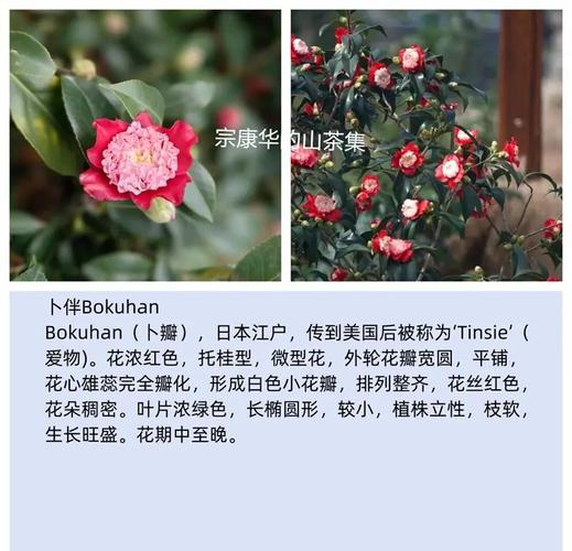 茶花品种分哪几类？-图2