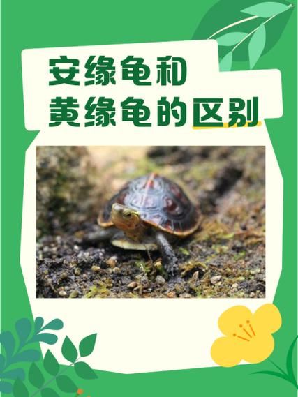 安缘龟2025年价格会涨还是跌？-图3