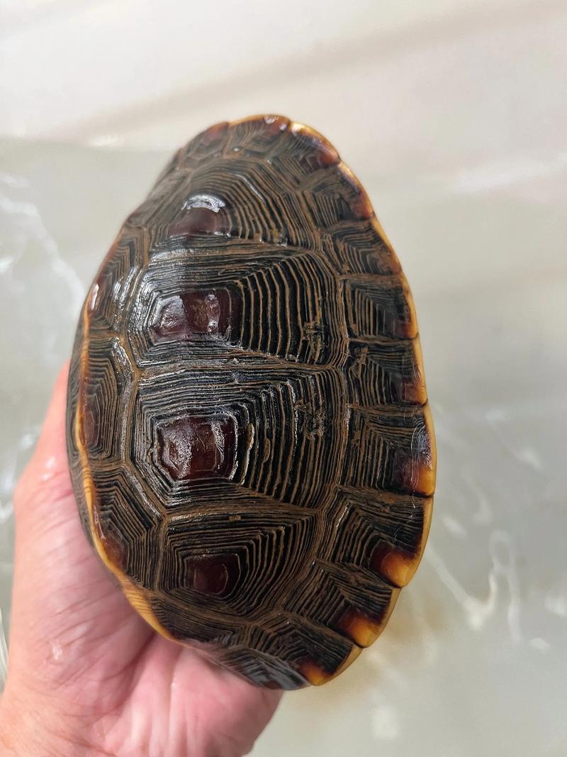 安缘龟2025年价格会涨还是跌？-图2