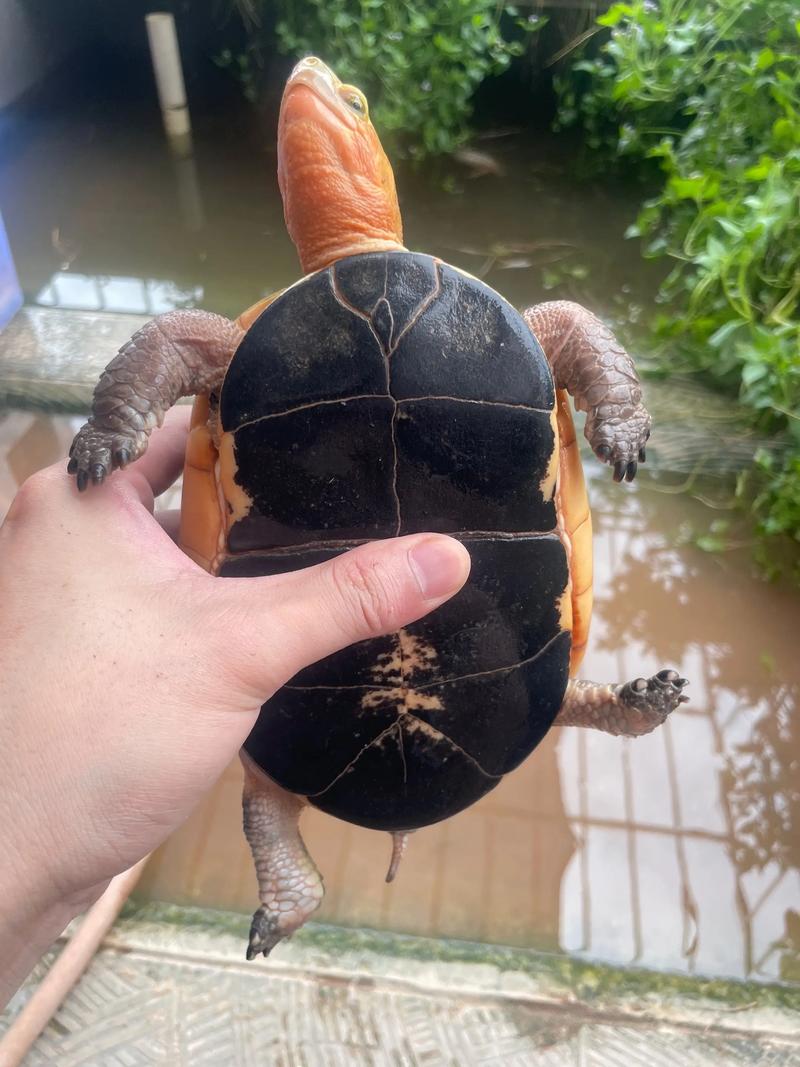 安缘龟2025年价格会涨还是跌？-图1