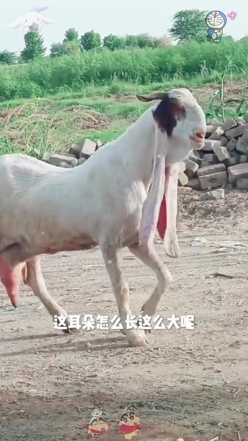 红耳绵羊是什么品种？-图1