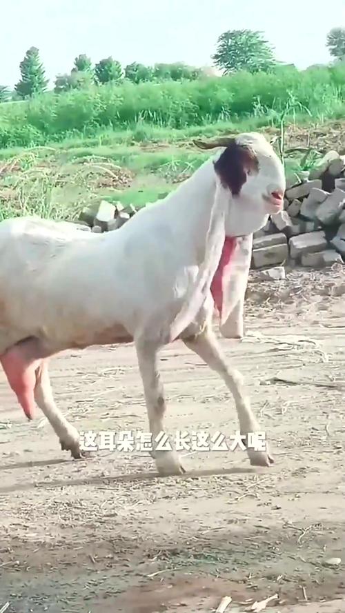 红耳绵羊是什么品种？-图2