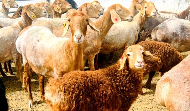 红耳绵羊是什么品种？-图3