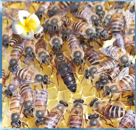 中华蜜蜂到底有几个品种？-图2