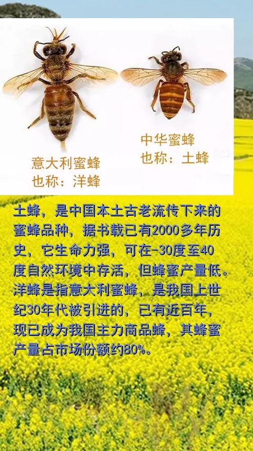 中华蜜蜂到底有几个品种？-图1
