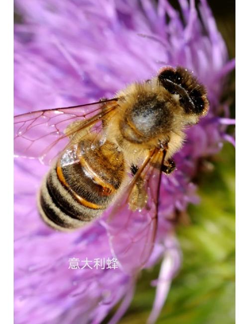 中华蜜蜂到底有几个品种？-图3