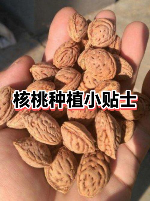 核桃种植技术视频教程有哪些要点？-图3