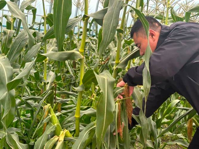 水果玉米怎么种？视频教你关键技术！-图1