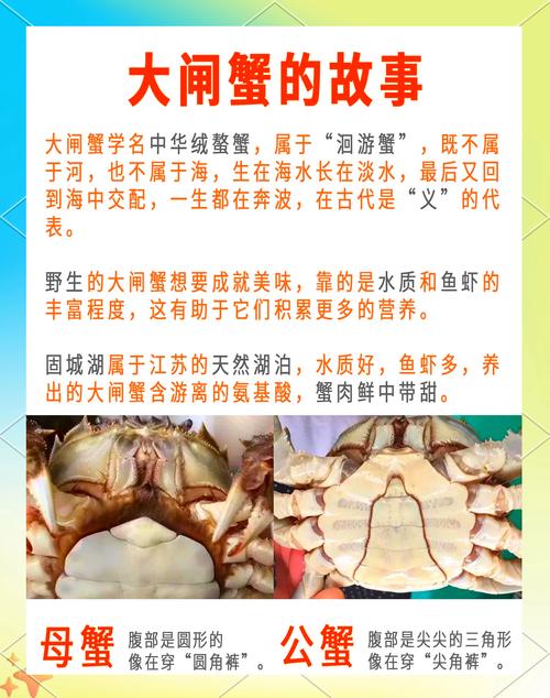 大闸蟹养殖如何致富？技术要点有哪些？-图3