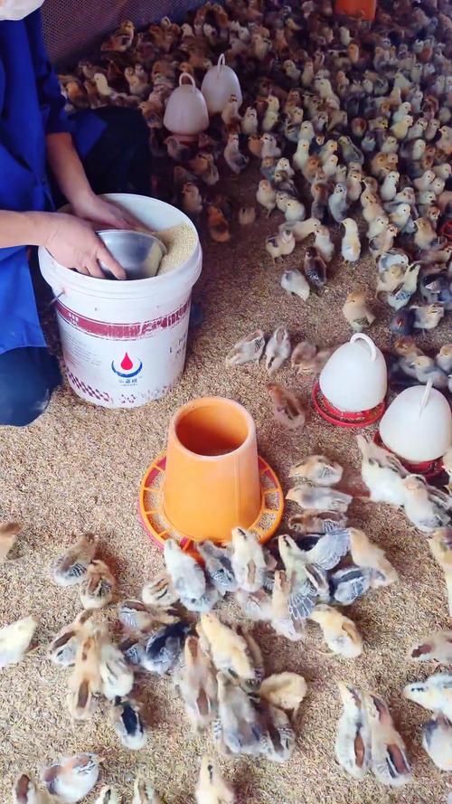 鸡苗幼苗养殖技术视频要点有哪些？-图2