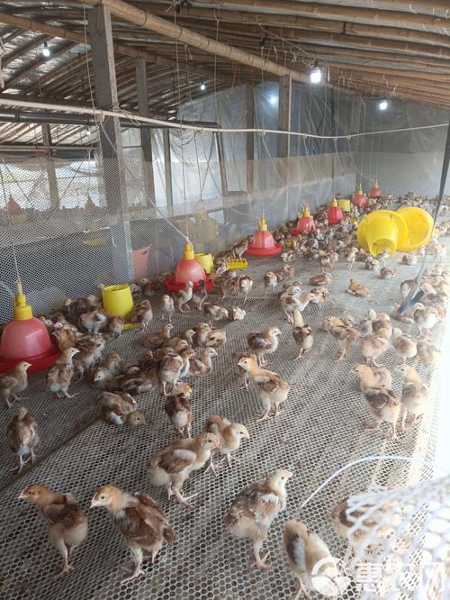 鸡苗幼苗养殖技术视频要点有哪些？-图3