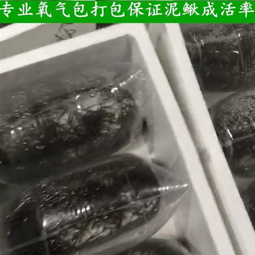 河北台湾泥鳅寸苗价格多少？-图1