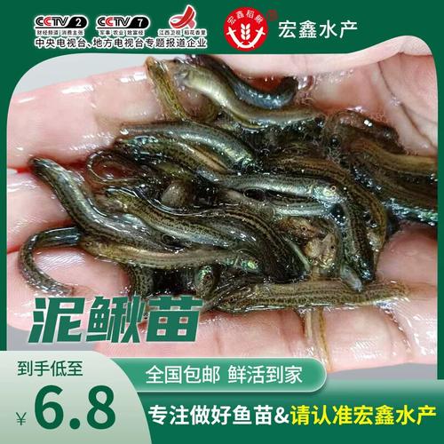 河北台湾泥鳅寸苗价格多少？-图2