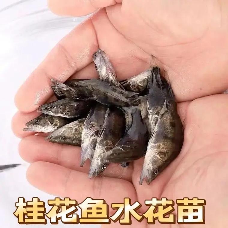 桂鱼养殖新技术视频有哪些要点？-图1