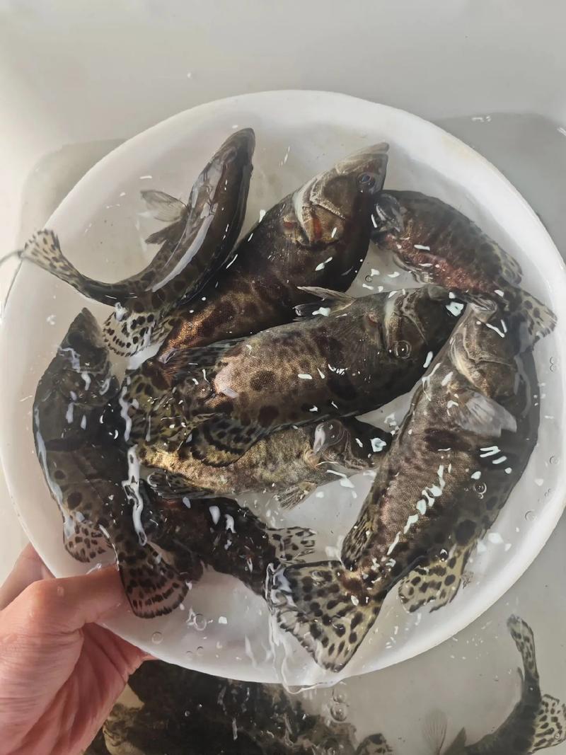 桂鱼养殖新技术视频有哪些要点？-图3