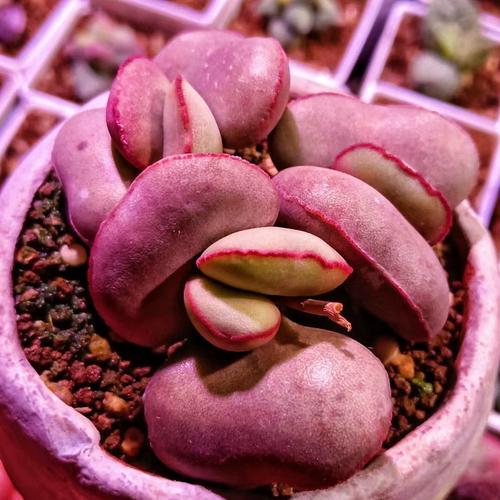 哪些多肉爱长水泡？-图1