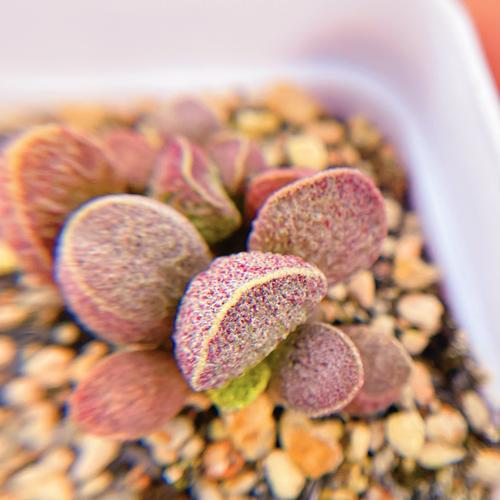 哪些多肉爱长水泡？-图2