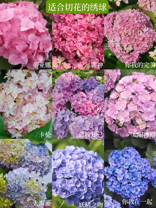 绣球花哪些品种最好看？-图1
