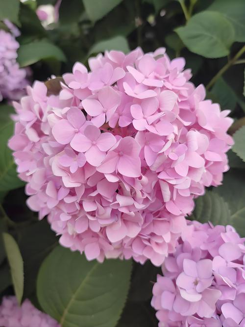 绣球花哪些品种最好看？-图2