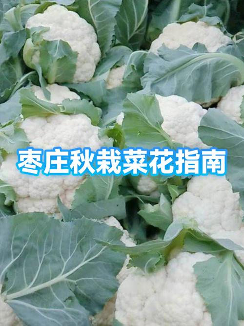 秋季菜花怎么种？视频教你关键技术！-图1