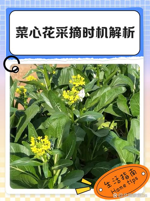 秋季菜花怎么种？视频教你关键技术！-图2