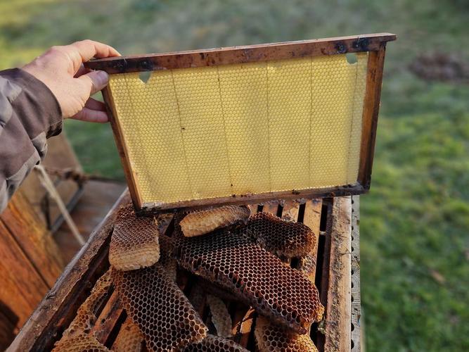 家庭养蜂技术视频，新手怎么学？-图2