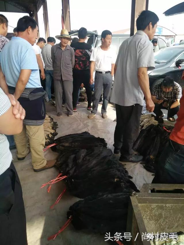 今日河北尚村貂皮价格多少？-图3