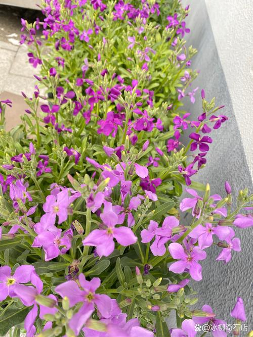 春紫罗兰有哪些常见品种？-图1