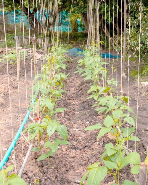 大棚豆角如何实现高产栽培？-图2