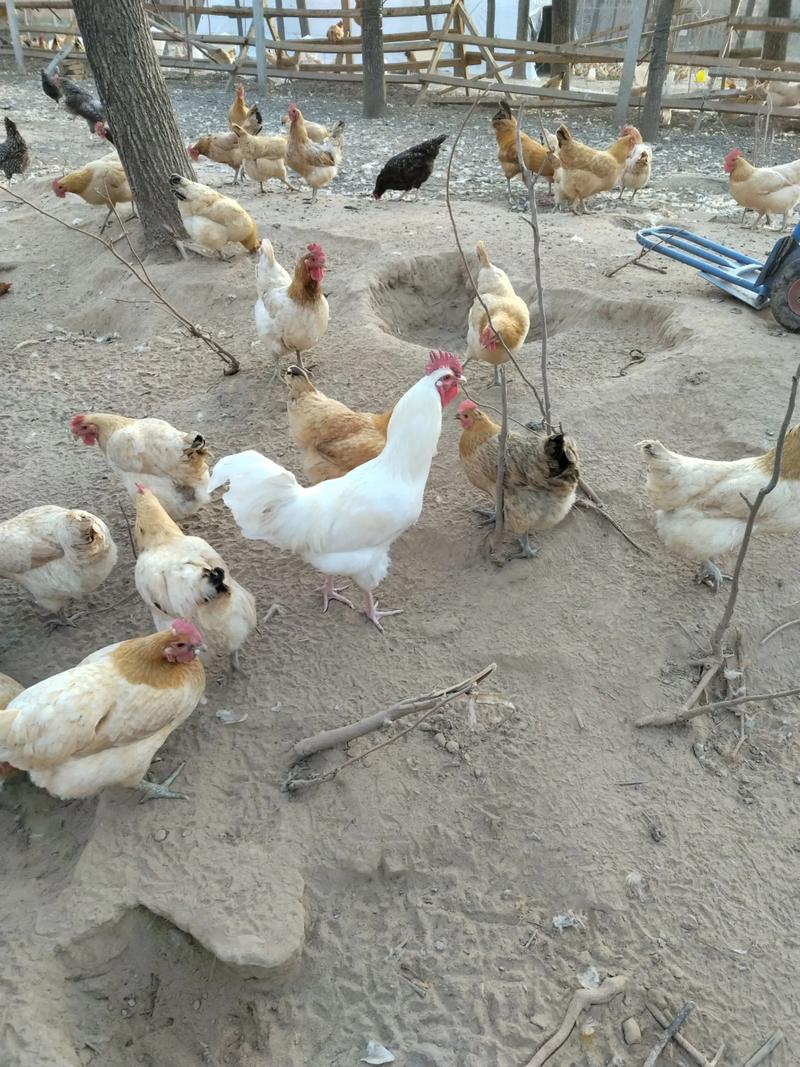 哪些土鸡品种能多生蛋？-图2