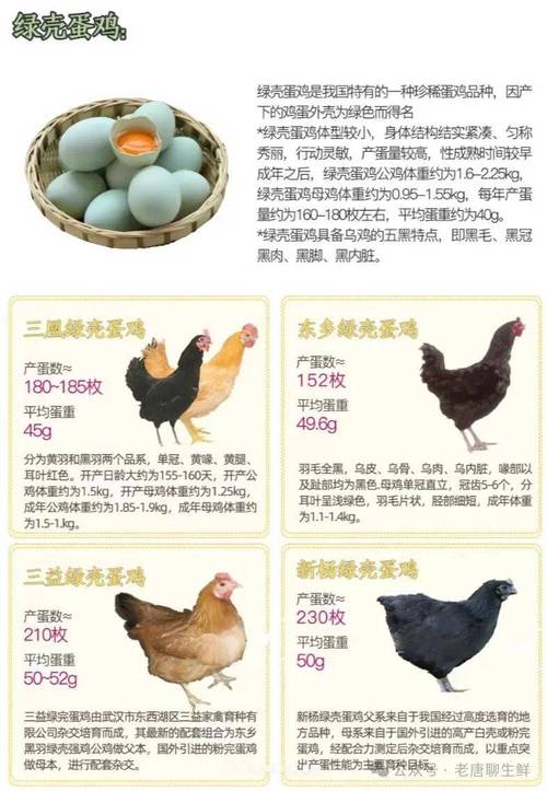 哪些土鸡品种能多生蛋？-图3