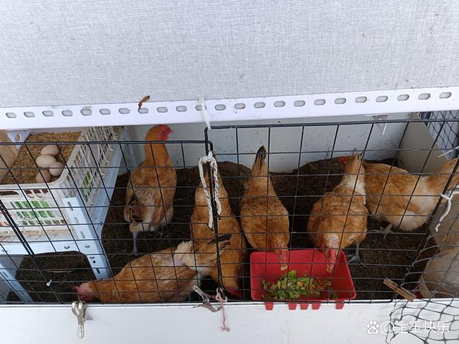 发酵床养殖技术靠谱吗？-图1