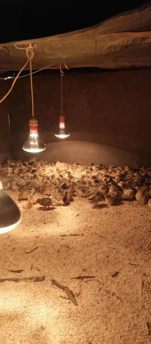 发酵床养殖技术靠谱吗？-图2