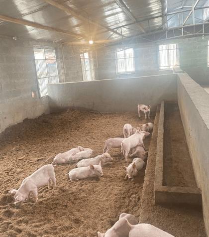 发酵床养殖技术靠谱吗？-图3