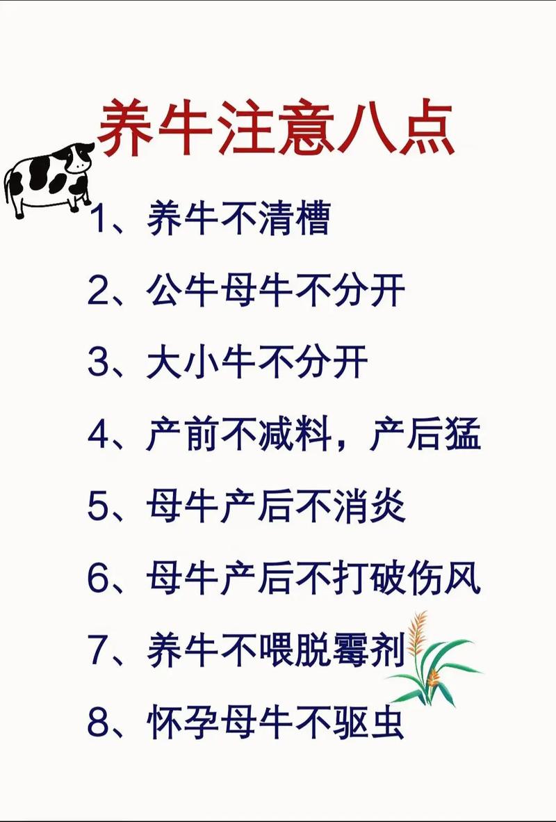 牛的饲料与管理技术如何高效结合？-图1