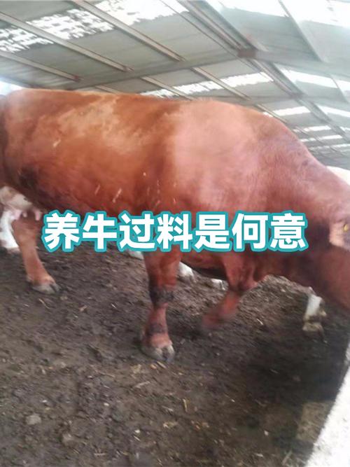 牛的饲料与管理技术如何高效结合？-图2