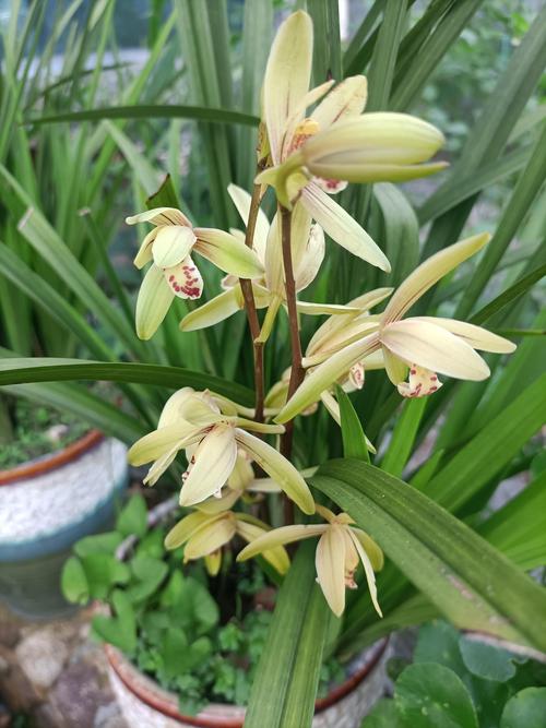 建兰有哪些知名品种？-图2