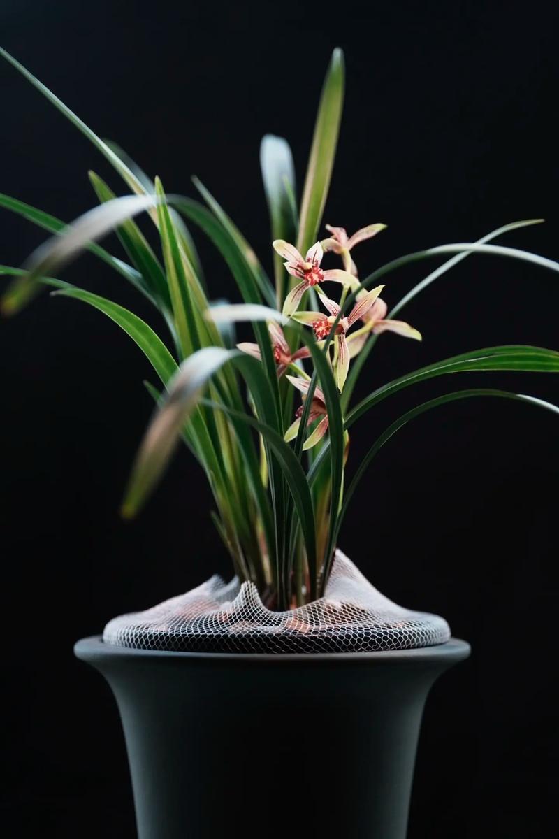 建兰有哪些知名品种？-图1