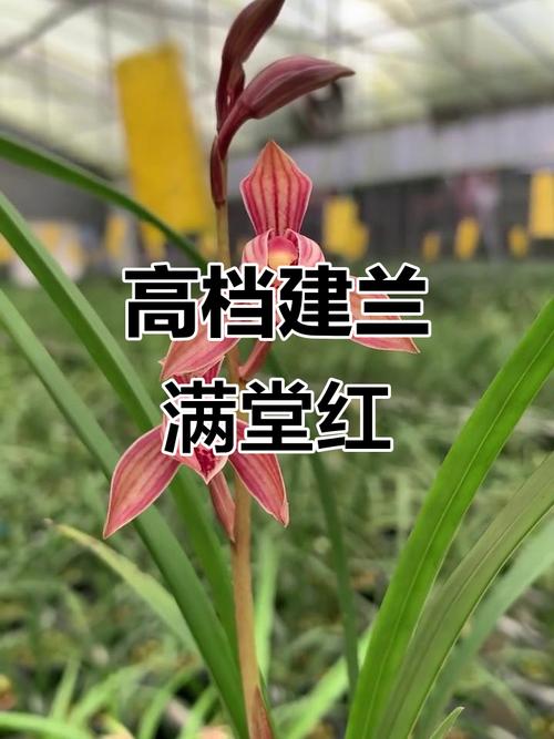 建兰有哪些知名品种？-图3