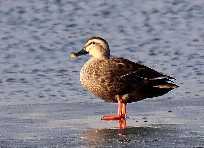 黑嘴鸭子是哪个品种？-图2