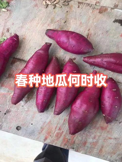春红薯何时种？关键技术有哪些？-图1
