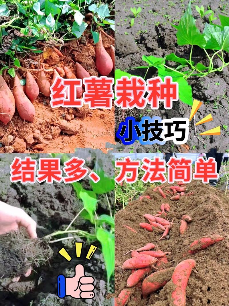 春红薯何时种？关键技术有哪些？-图3