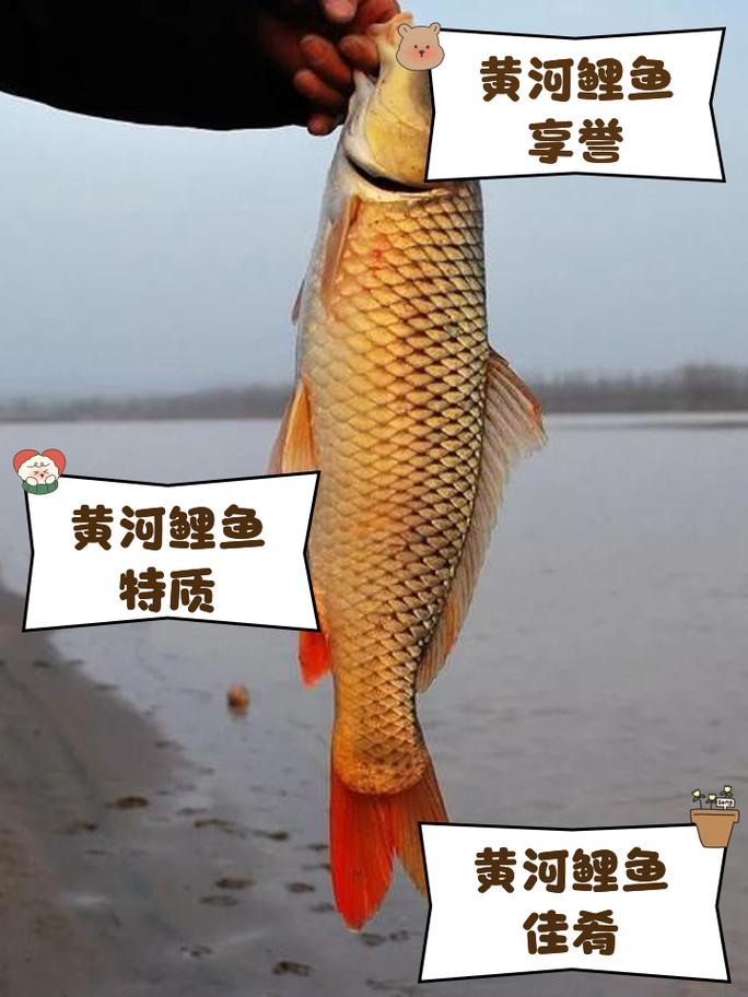 豫选黄河鲤鱼养殖技术-图1