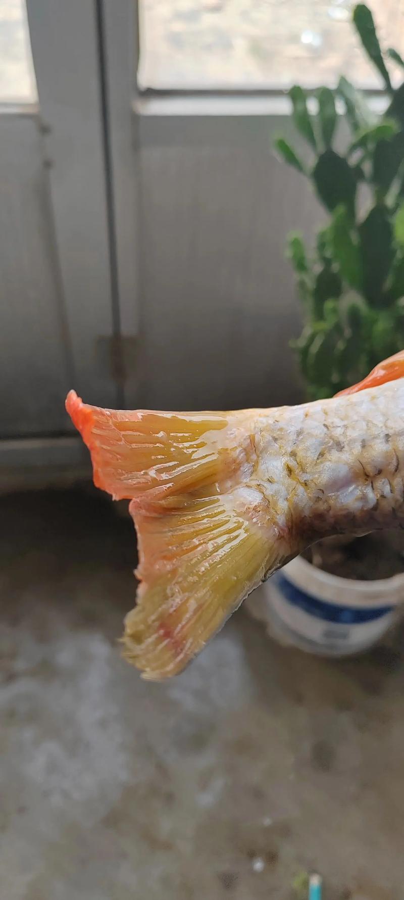 豫选黄河鲤鱼养殖技术-图2