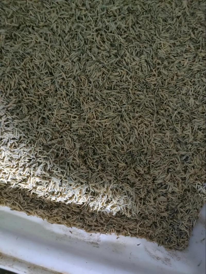 蝇蛆活性蛋白饲料价格多少？-图1