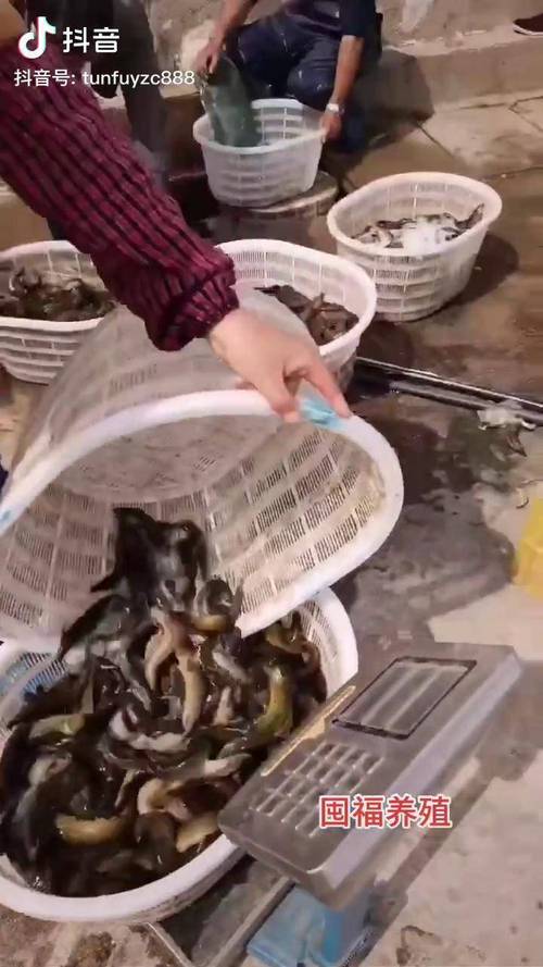 今日泥鳅价格行情走势如何？-图2